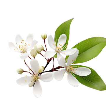 Leptospermum Scoparium (Manuka) flower with green leaves on a white background