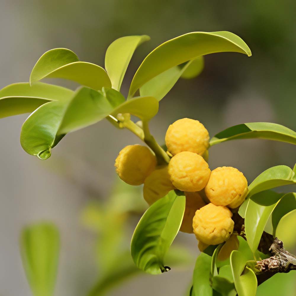 A Maclura Cochinchinensis flower plant bearing a yellow fruit on one of its branches.