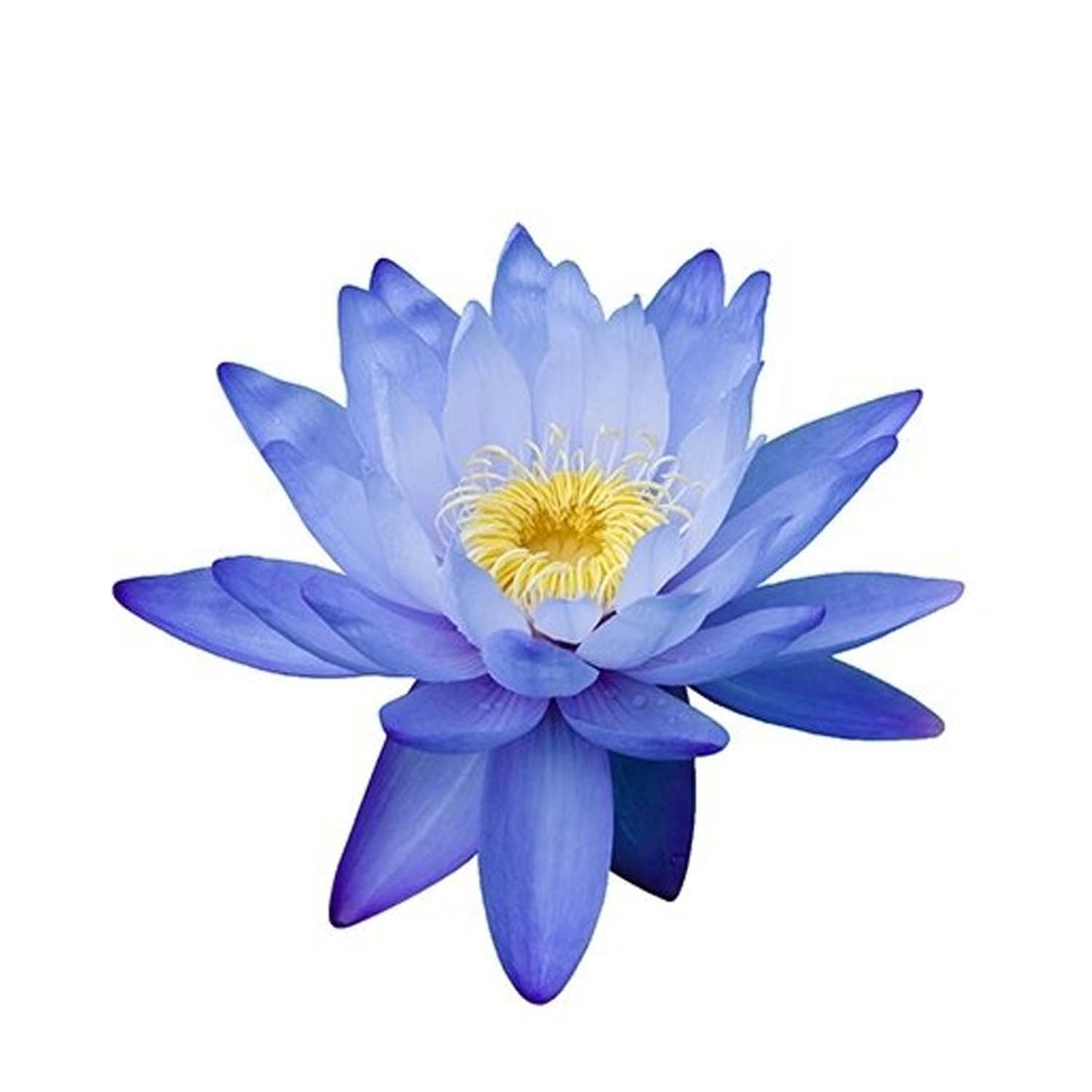 Nymphaea Caerulea Flower Hydrosol: Blue lotus flower on a clean white background
