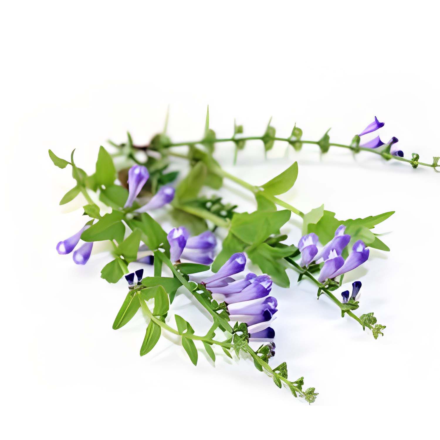 Purple flowers of Scutellaria Baicalensis (Baikal Skullcap) blooming gracefully on a serene white background.