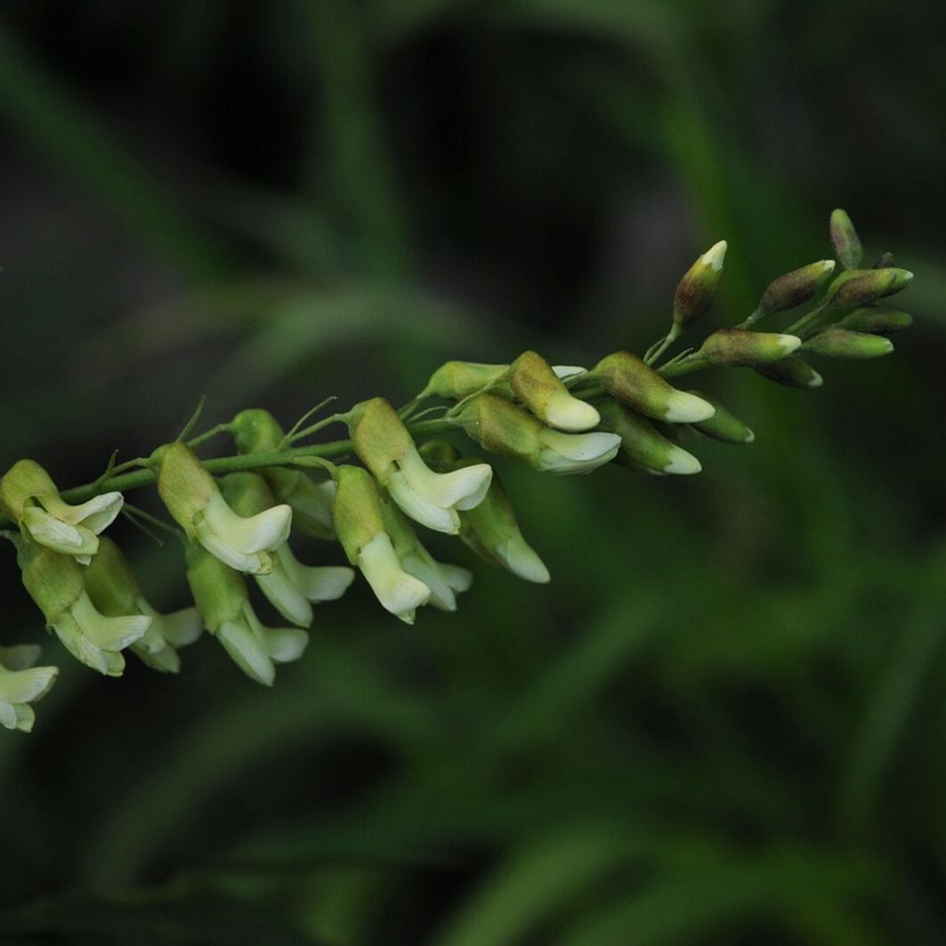 leaves and plant of Sophora Flavescens (Kushen)