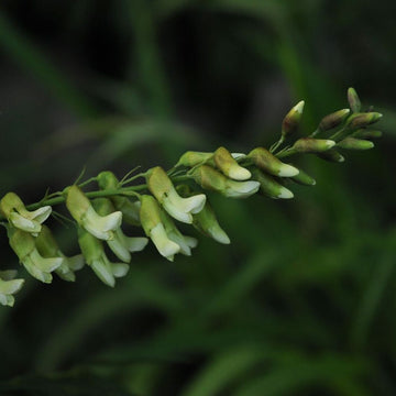 leaves and plant of Sophora Flavescens (Kushen)